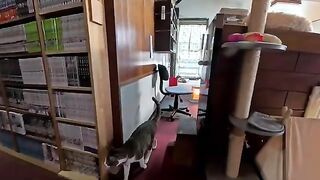 The inn where cats welcome you is heavenly