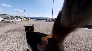 For some reason, the cats on the island come out in front of people and lie down.