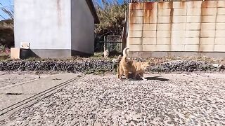 Just walking along the breakwater, cats rolled around one after another! It was a traffic jam of cuteness.