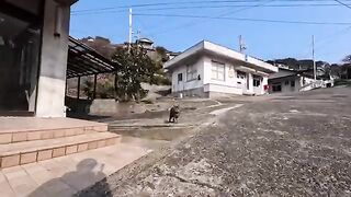 When I went to the cat meeting place on the hillside of the island, cats gathered.