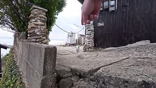 A white cat suddenly appears from the island cafe, and it's so cute I can't stop thinking about it...
