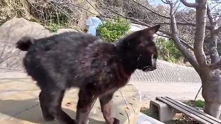 The cuddly black cat that suddenly jumped onto my shoulder was so cute