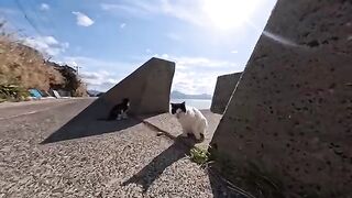 A cat on an island is having a fun walk along the seashore... but then a rival cat gets into a fight.