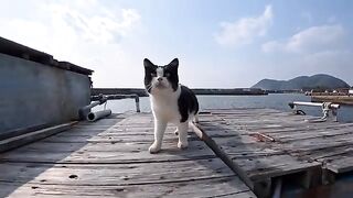 While walking through the fishing port, I came across a super cute cat... Warning: Soothing ⚠️