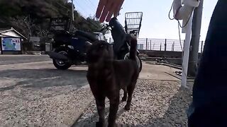 The moment we arrived at Cat Island, cats greeted us right at the pier.