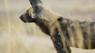 Wild Dogs Take Revenge on a Lioness and Her Cub.mp4