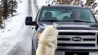 Mother Snow Wolf play Her Cubs with the Help of an Old Guy!.mp4