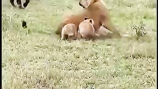 hyena wants to attack the lion.mp4.2026