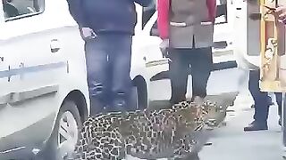 A jaguar approached humans for help to save her cub.mp4.2026