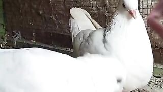 White kabootars