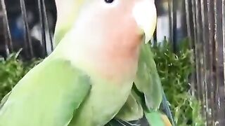 Green cry