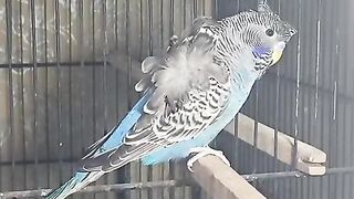 Cry of budgies