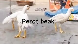 Parrot beak