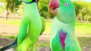 Sitting parrot