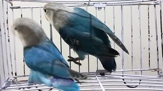 Blue budgies