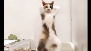 Funny video dancing cat women