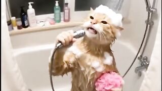 Dancing cat in the shower