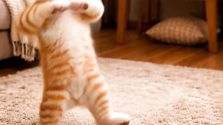 Gato dançando a música do Rapper Americano 50 Cent