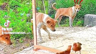 Funny dog videos