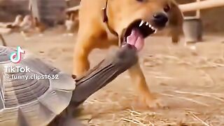 Funny videos dog