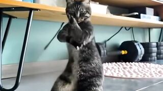 Cat dance in the city