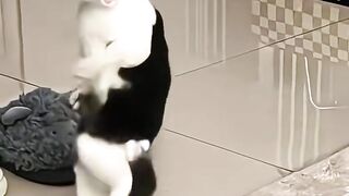 Black and white cat dancing