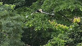 hornbill flying in the wild