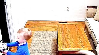 Hero Labrador Saves Toddler From Outlet #hero #doglover #toddler