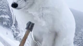 Revived the arctic fox.