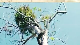 Deadly strike from the tree