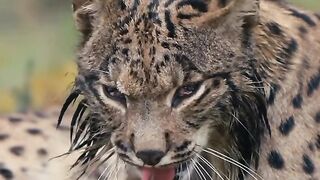 The lynx cat is a rare type of cat that is almost extinct.