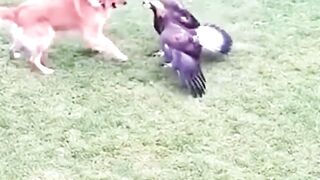 Golden Retriever Vs Giant Eagle #CCTVFootage #goldenretriever #eagle