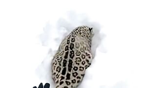 Snow leopard Cub Lost from Mom… Found by an Ice Skater #CCTVFootage #leopardcub #iceskater #rescue