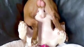 This Dog is too Funny