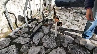 The cat suddenly became aggressive when I petted it.