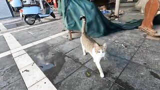 Cute street cat throws himself on the ground, begging for food