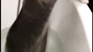 Raccoon gargle.