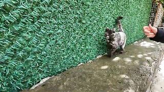 A stray cat who prefers to have its tail stroked has a very cute meow