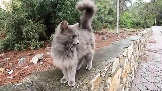 A hungry stray cat hugged me with great excitement when he saw the food