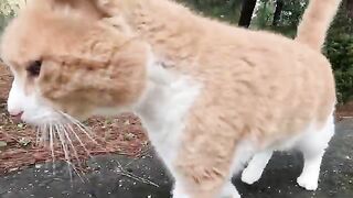 Leo the cat responds to us with his unique meow