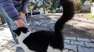 We met Dachshund at the cemetery, a cat we hadn't seen in a long time.