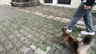 Mimi the cat suddenly attacked a cat that approached us.