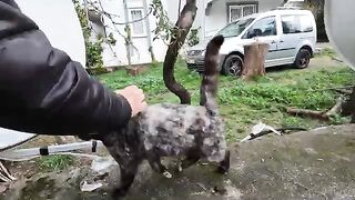 A stray cat begs us for food with its meowing trill