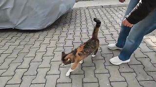 A stray cat was scared by a very strong wind and hid under a car
