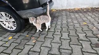 A stray cat with its beautifully colored fur really wants to be petted