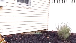 The Encounter Between A Man And A Young Deer