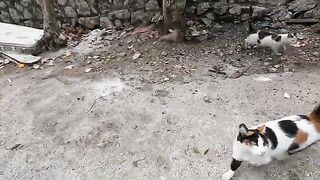 Gabby the cat and all her friends meow together to eat.