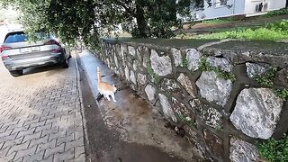 This adorable stray cat loses his joy every time he sees us