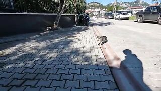 The most talkative cat I've seen in a while had a lot to say