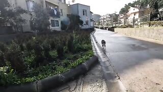 Is this love? You see why this stray cat keeps attacking me!